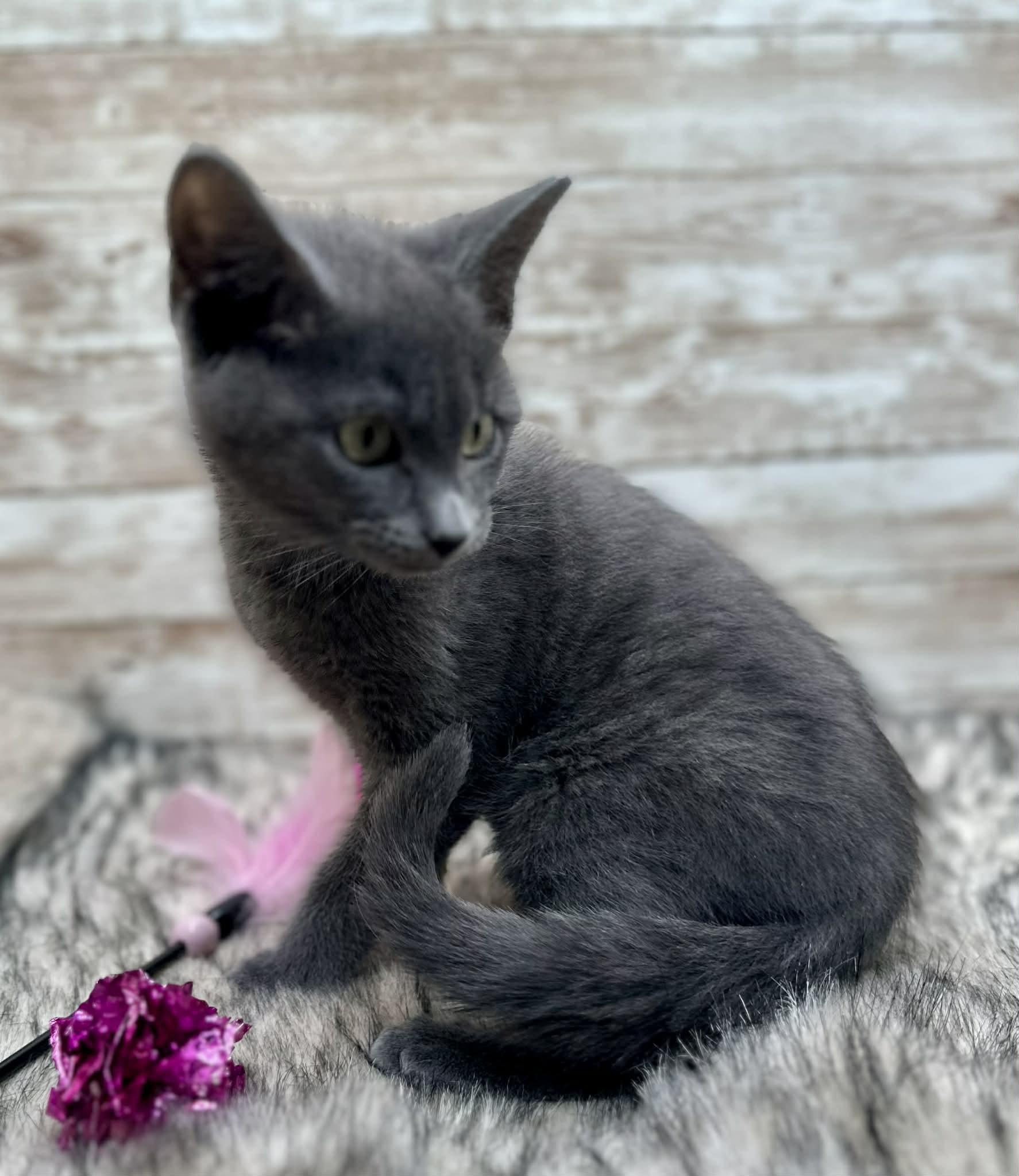 Enlarge Chip, an adopted Domestic Short Hair in Lexington, KY image 1/1