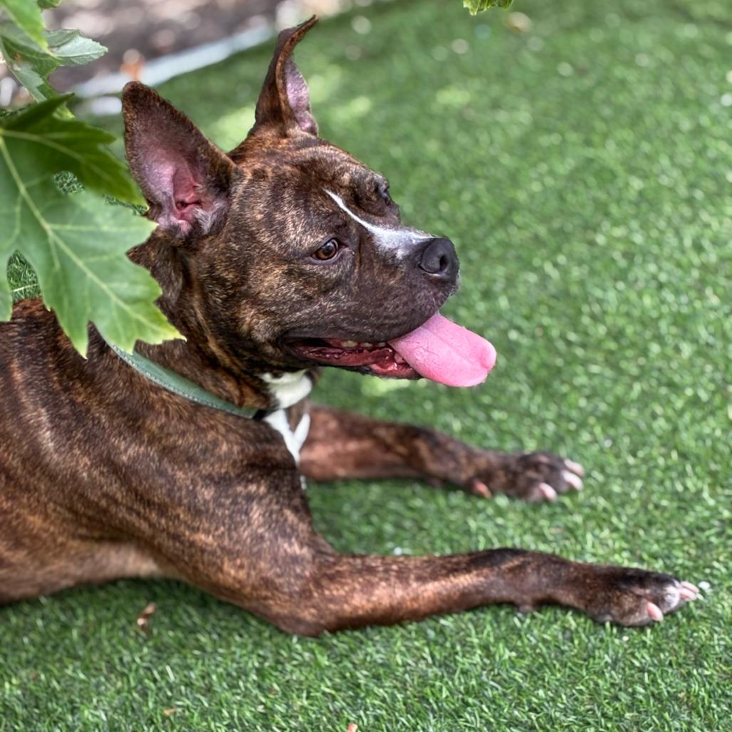 Comfortable Doug, Adoptable, Adult Male Mixed Breed.
