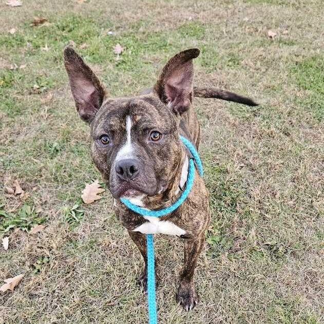 Comfortable Doug, Adoptable, Young Male Mixed Breed.