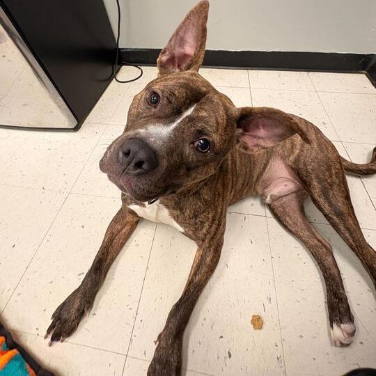 Enlarge Comfortable Doug, a Adoptable Mixed Breed in Davenport, IA image 2/6