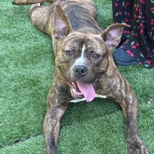 Comfortable Doug, a Adoptable Mixed Breed in Davenport, IA image 2/6