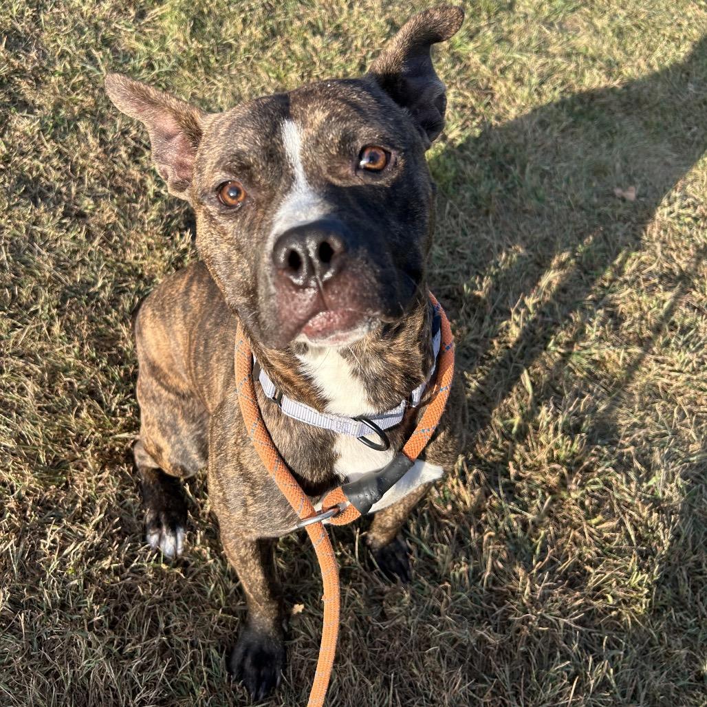 Enlarge Comfortable Doug, a Adoptable Mixed Breed in Davenport, IA image 2/6
