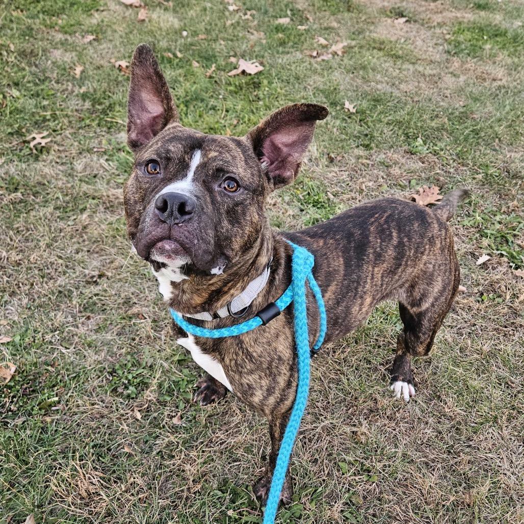 Comfortable Doug, a Adoptable Mixed Breed in Davenport, IA image 4/6