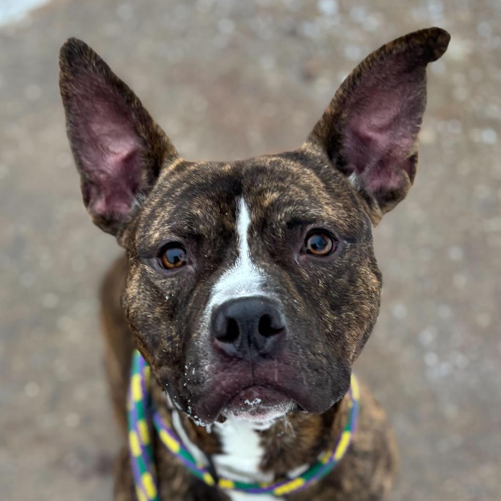 Comfortable Doug, a Adoptable Mixed Breed in Davenport, IA image 5/6
