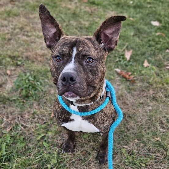 Enlarge Comfortable Doug, a Adoptable Mixed Breed in Davenport, IA image 3/6