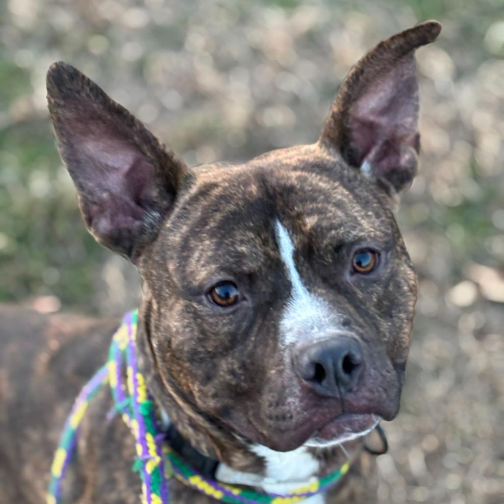 Enlarge Comfortable Doug, a Adoptable Mixed Breed in Davenport, IA image 4/6