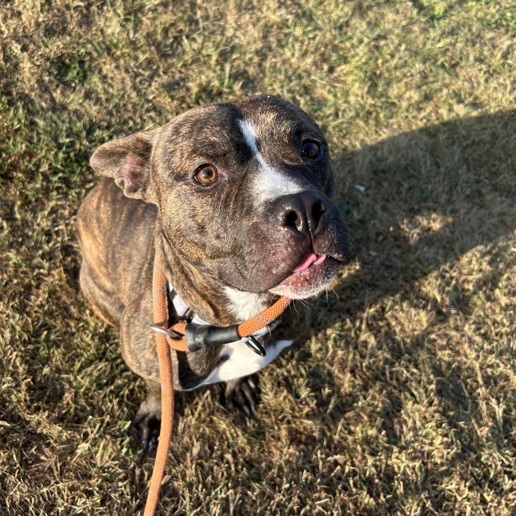 Enlarge Comfortable Doug, a Adoptable Mixed Breed in Davenport, IA image 5/6