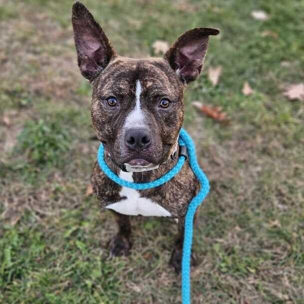 Enlarge Comfortable Doug, a Adoptable Mixed Breed in Davenport, IA image 6/6