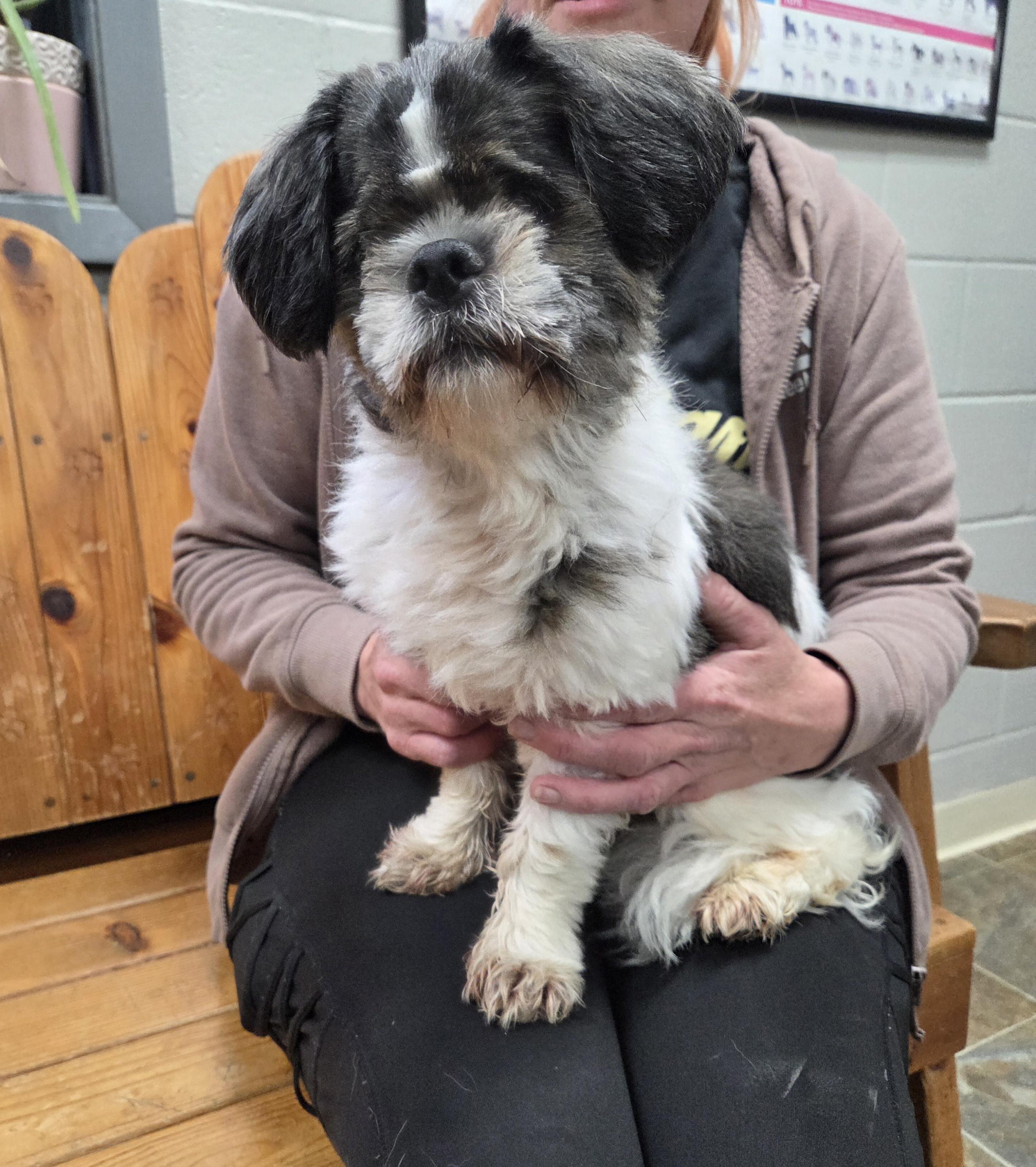 Ozzy, ADOPTABLE, Senior Male Shih Tzu.