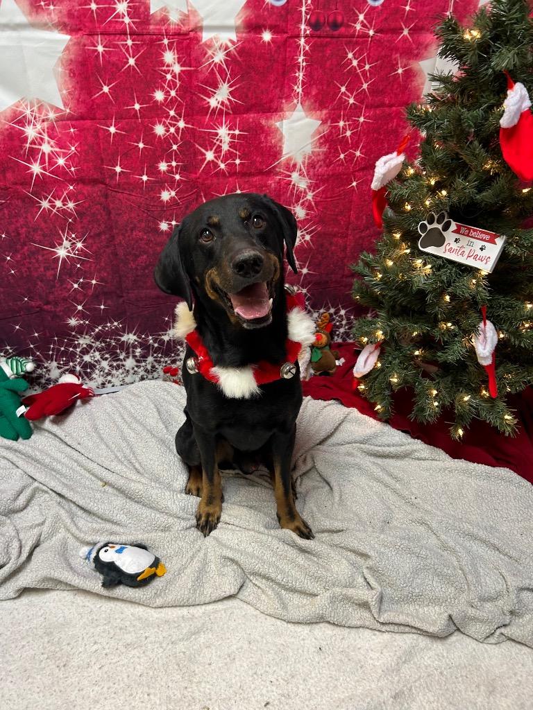 Enlarge Morty, a Adoptable mixed breed in Clinton, IL image 3/5