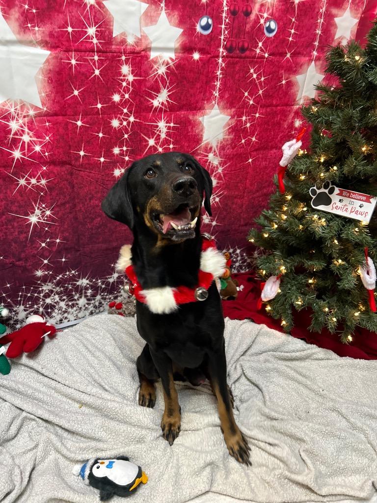 Morty, Adoptable, Senior Male Black and Tan Coonhound & Labrador Retriever.