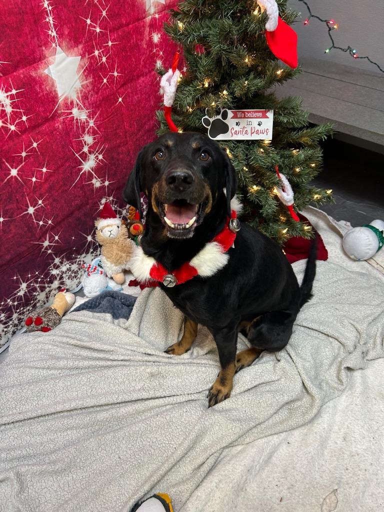 Enlarge Morty, a Adoptable mixed breed in Clinton, IL image 4/5