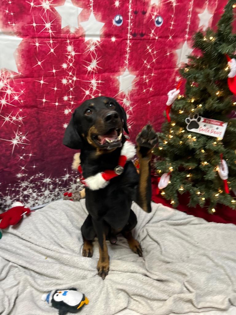 Enlarge Morty, a Adoptable mixed breed in Clinton, IL image 2/5