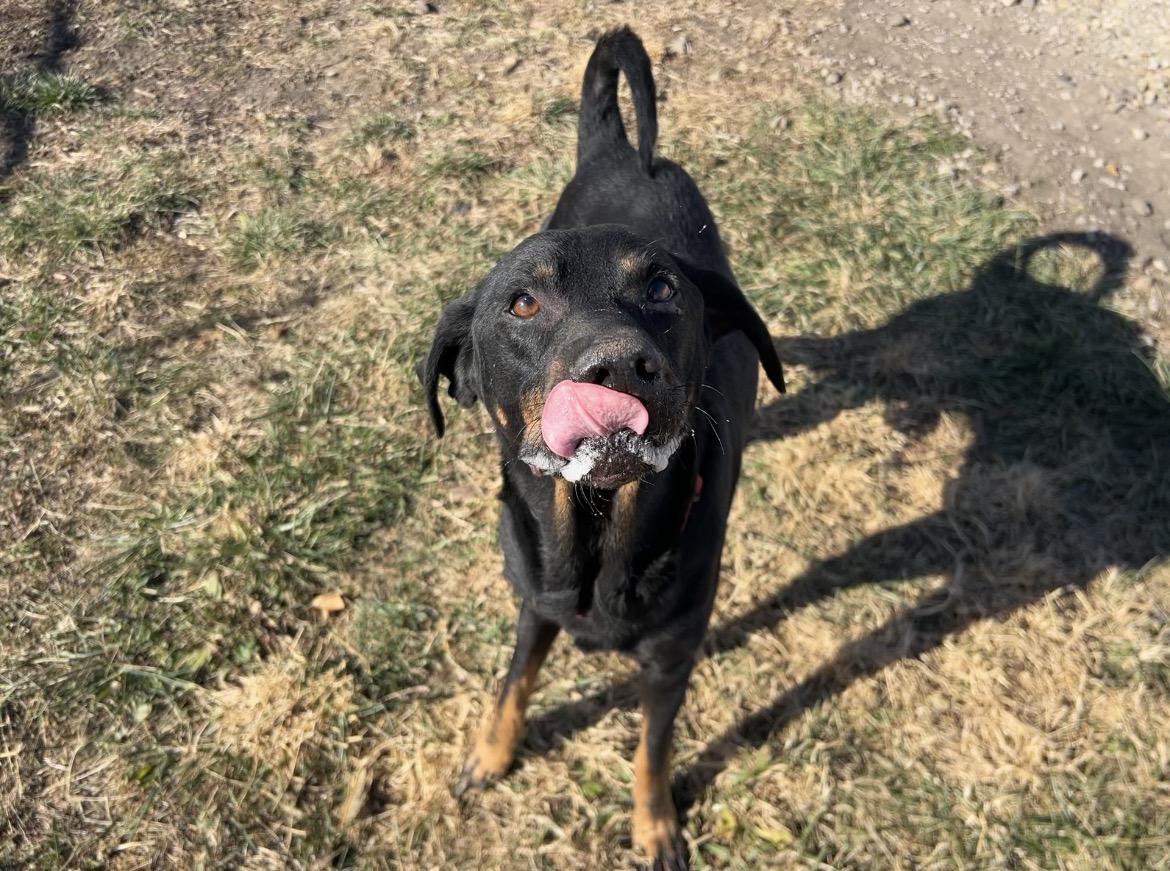 Enlarge Morty, a Adoptable mixed breed in Clinton, IL image 5/5