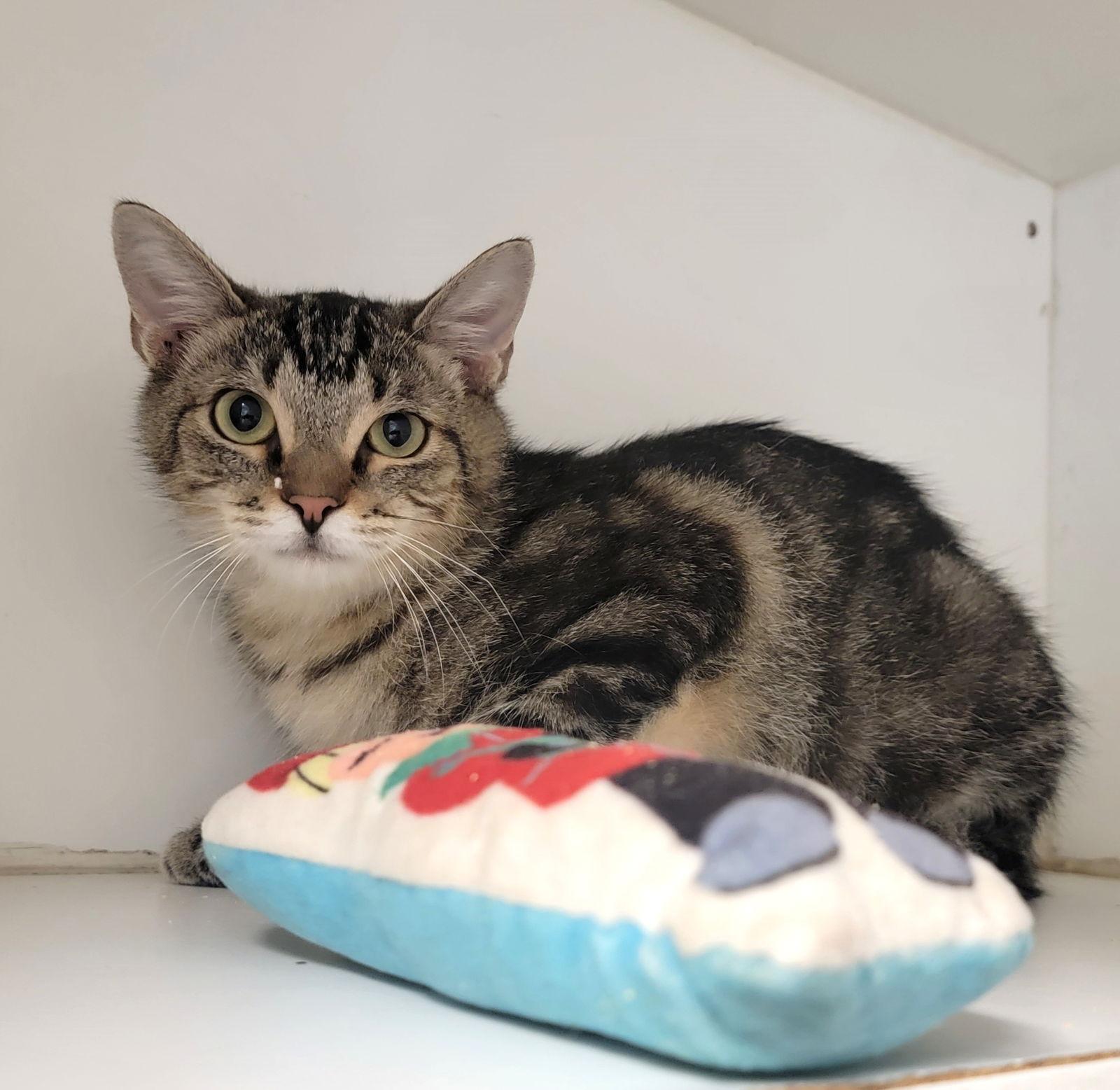 Cash #couch-potato, Adopted, Young Male Tabby & Domestic Short Hair.