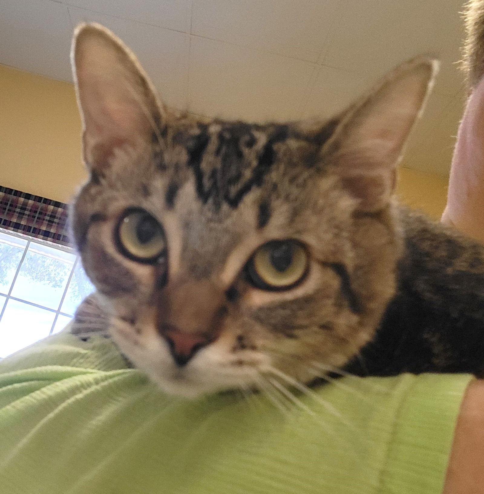 Enlarge Cash #couch-potato, a Adopted mixed breed in Houston, TX image 3/3