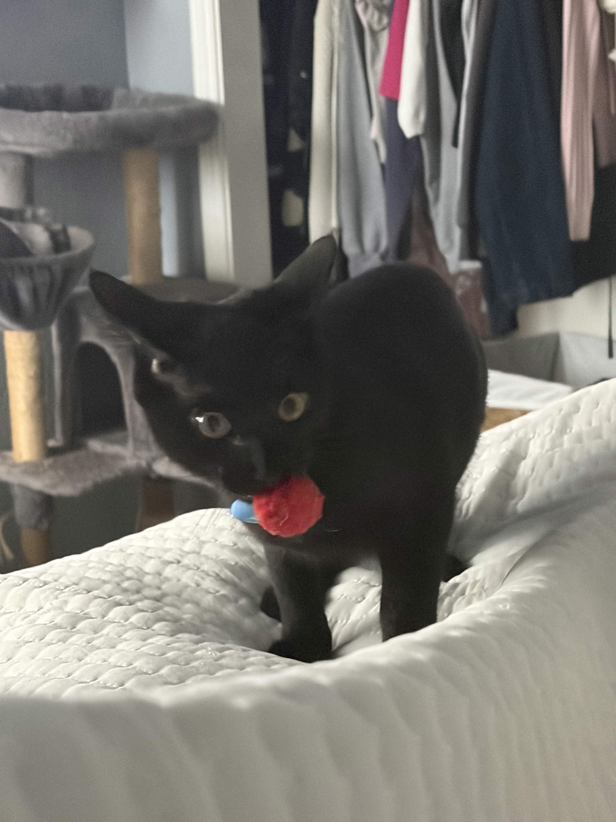 Harmonica, Adoptable, Kitten Male Domestic Short Hair.