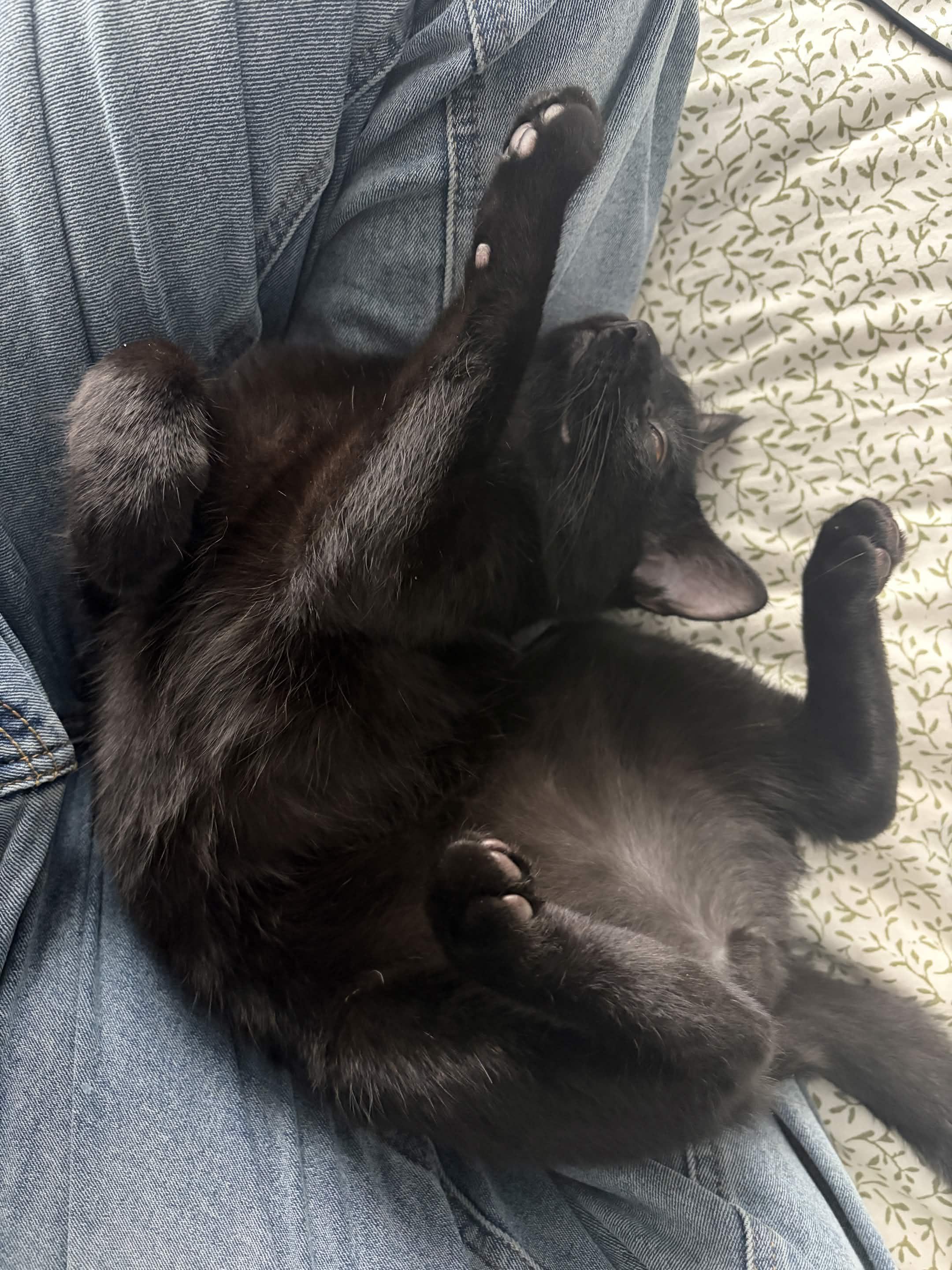 Enlarge Harmonica, a Adoptable Domestic Short Hair in San Luis Obispo, CA image 2/3