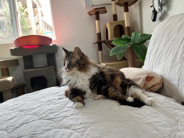 Enlarge Foxy, an adopted Domestic Long Hair in Carson City, NV image 4/5