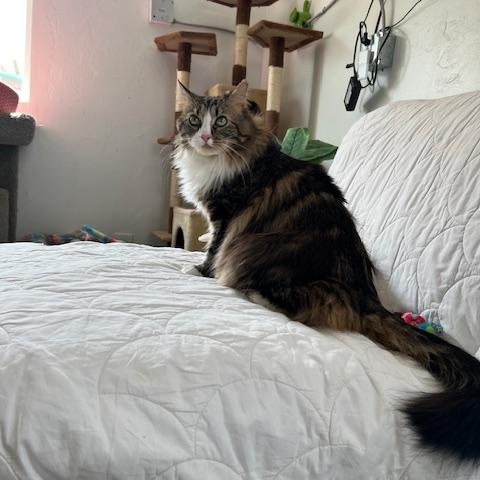 Enlarge Foxy, an adopted Domestic Long Hair in Carson City, NV image 2/5