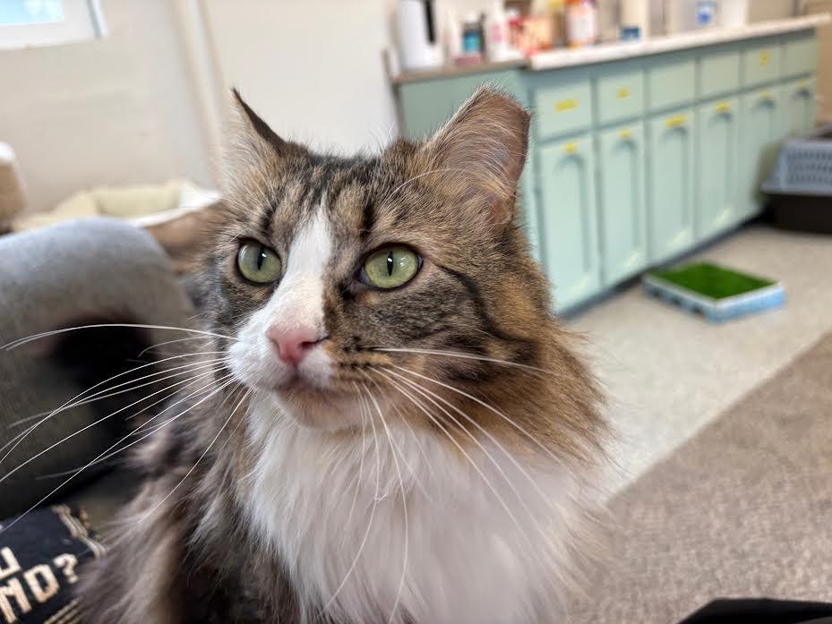 Foxy, adopted, Young Female Domestic Long Hair.