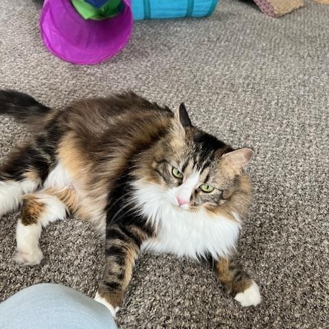 Enlarge Foxy, an adopted Domestic Long Hair in Carson City, NV image 3/5