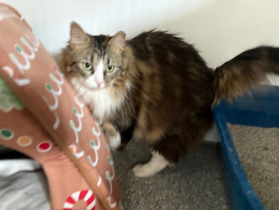 Enlarge Foxy, an adopted Domestic Long Hair in Carson City, NV image 5/5