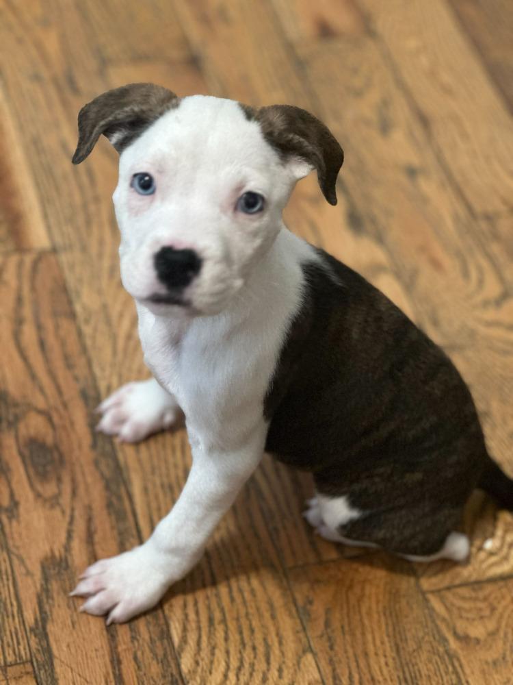 Weebles, Adoptable, Puppy Female Mixed Breed.