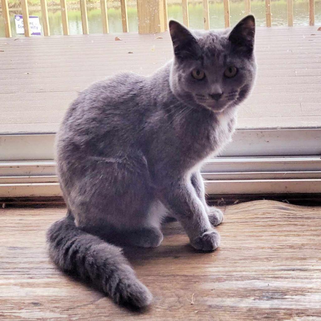 Enlarge Parsnip, a Adoptable mixed breed in Liberty, IN image 1/1