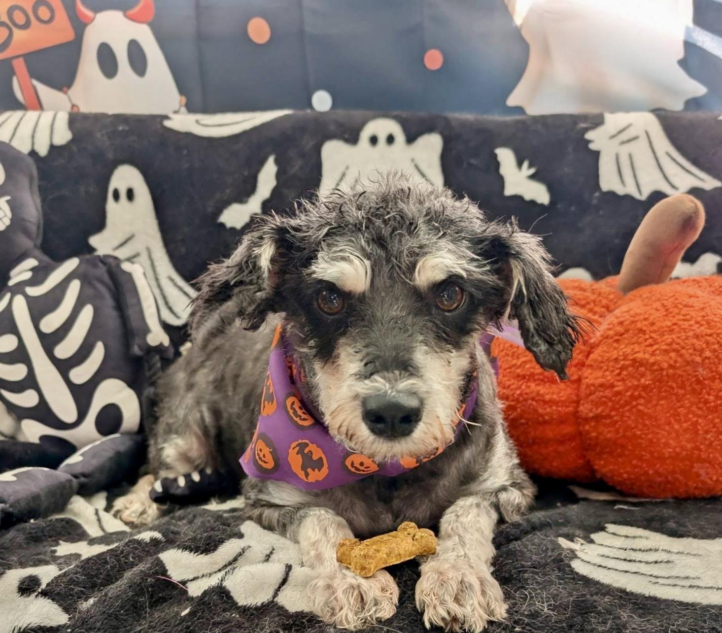 Grey, Adopted, Adult Male Miniature Schnauzer.