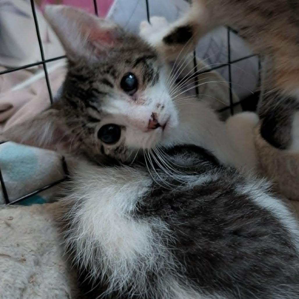 Enlarge Bumper Armbrust, a Adoptable Domestic Short Hair in Eagle Mountain, UT image 1/1