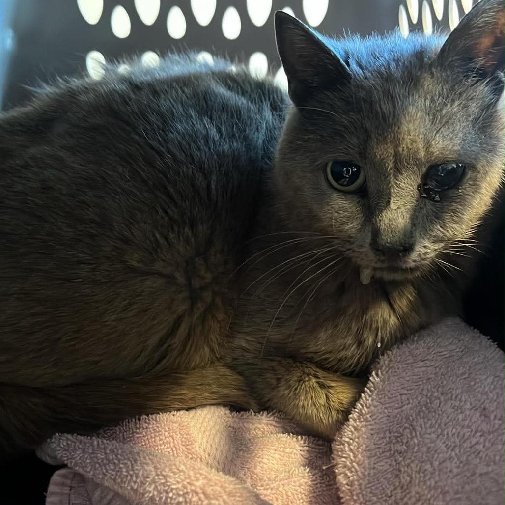 Ember, Adoptable, Adult Female Domestic Short Hair.