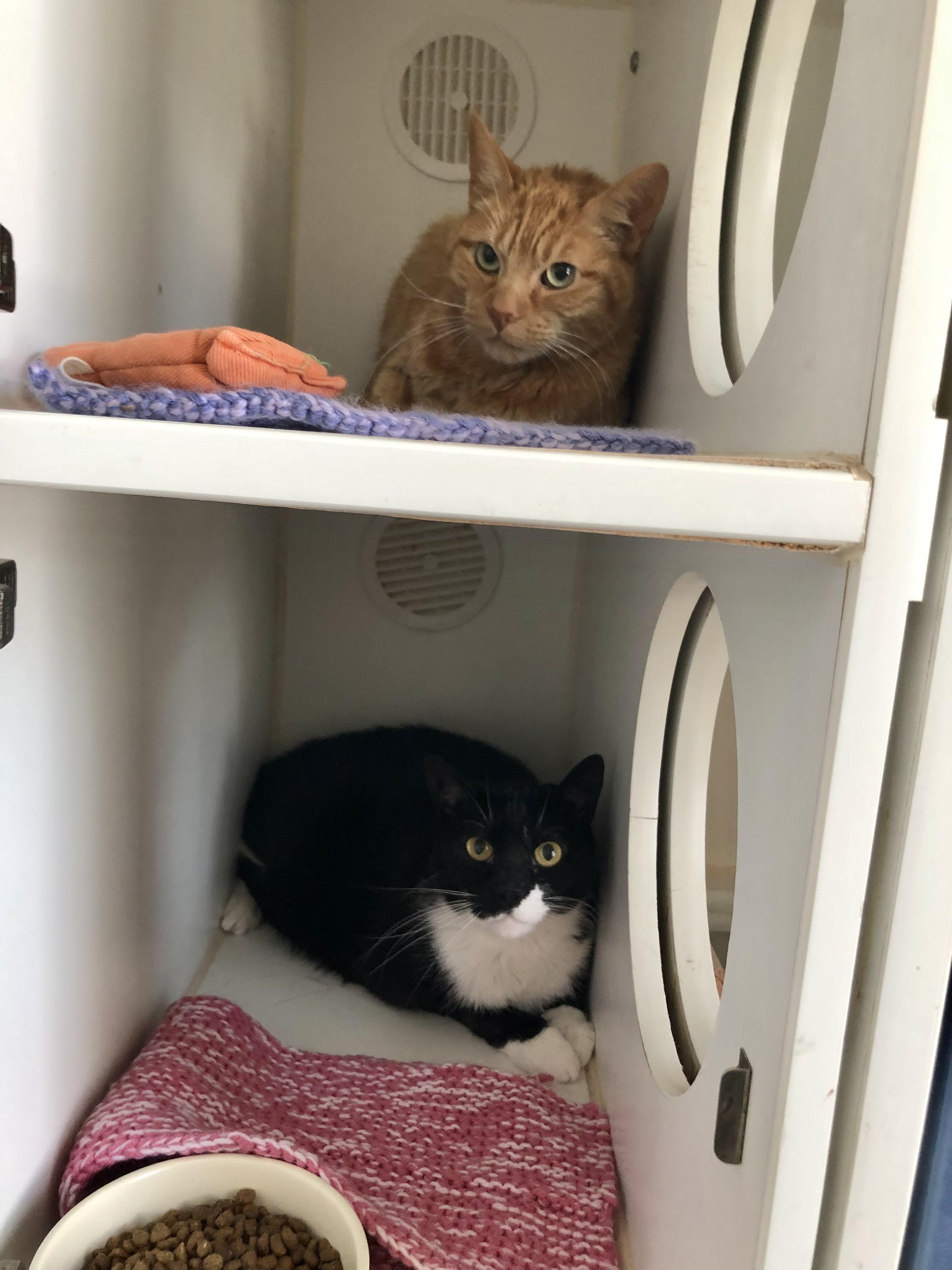 Drake and Meow Meow, a ADOPTABLE Domestic Short Hair in Salisbury, MA image 1/5