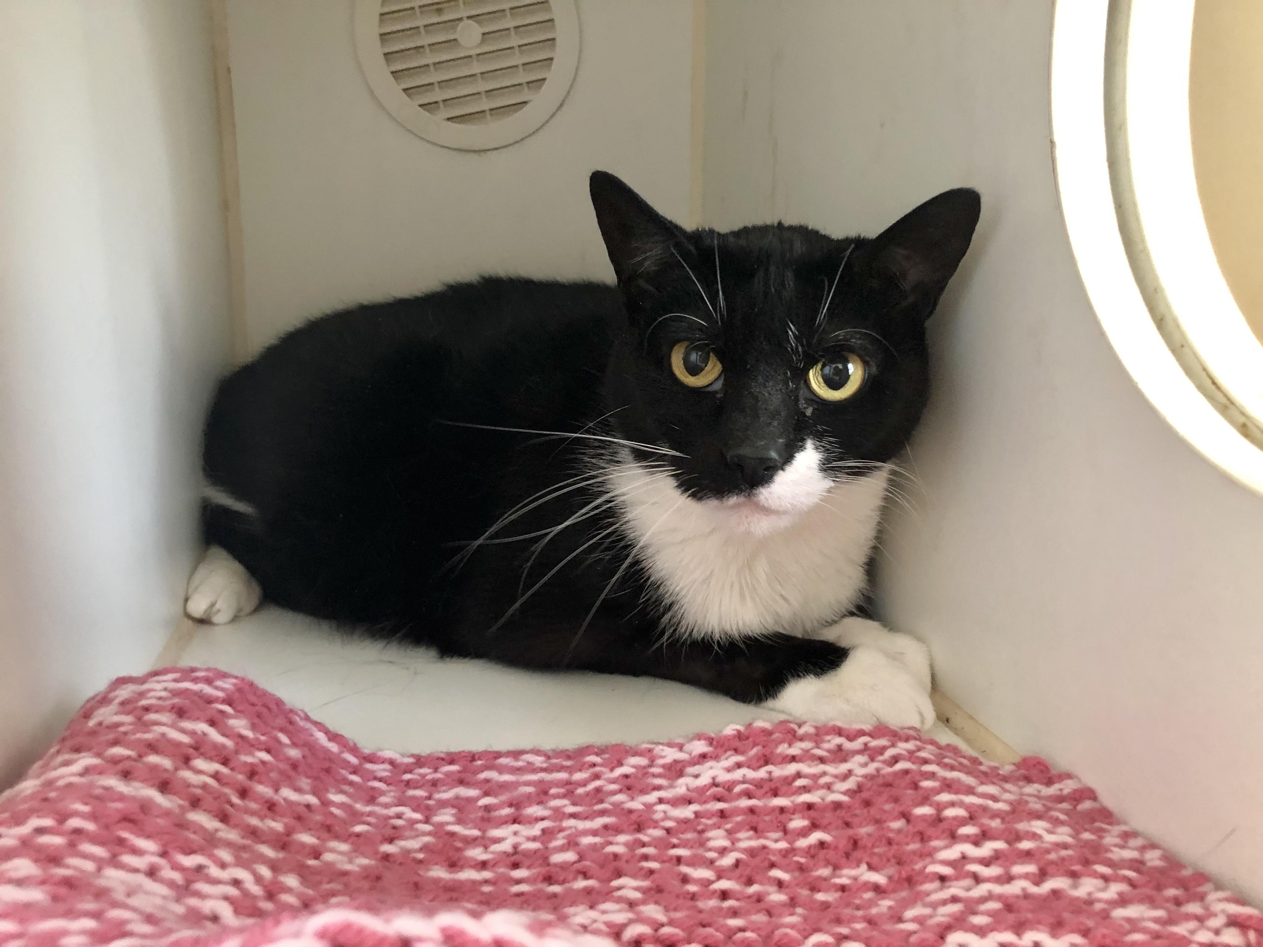 Drake and Meow Meow, a ADOPTABLE Domestic Short Hair in Salisbury, MA image 4/5