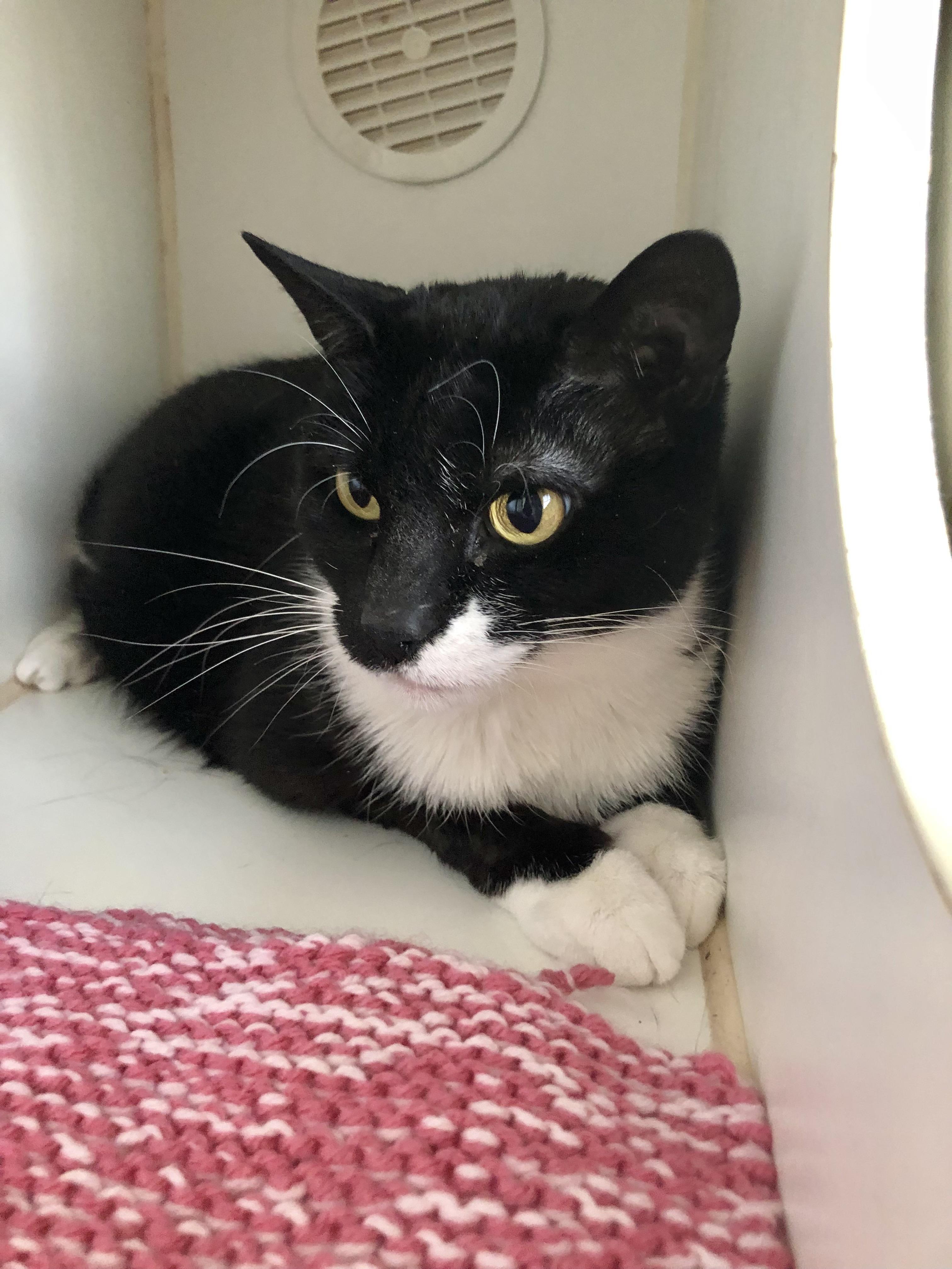 Drake and Meow Meow, a ADOPTABLE Domestic Short Hair in Salisbury, MA image 2/5