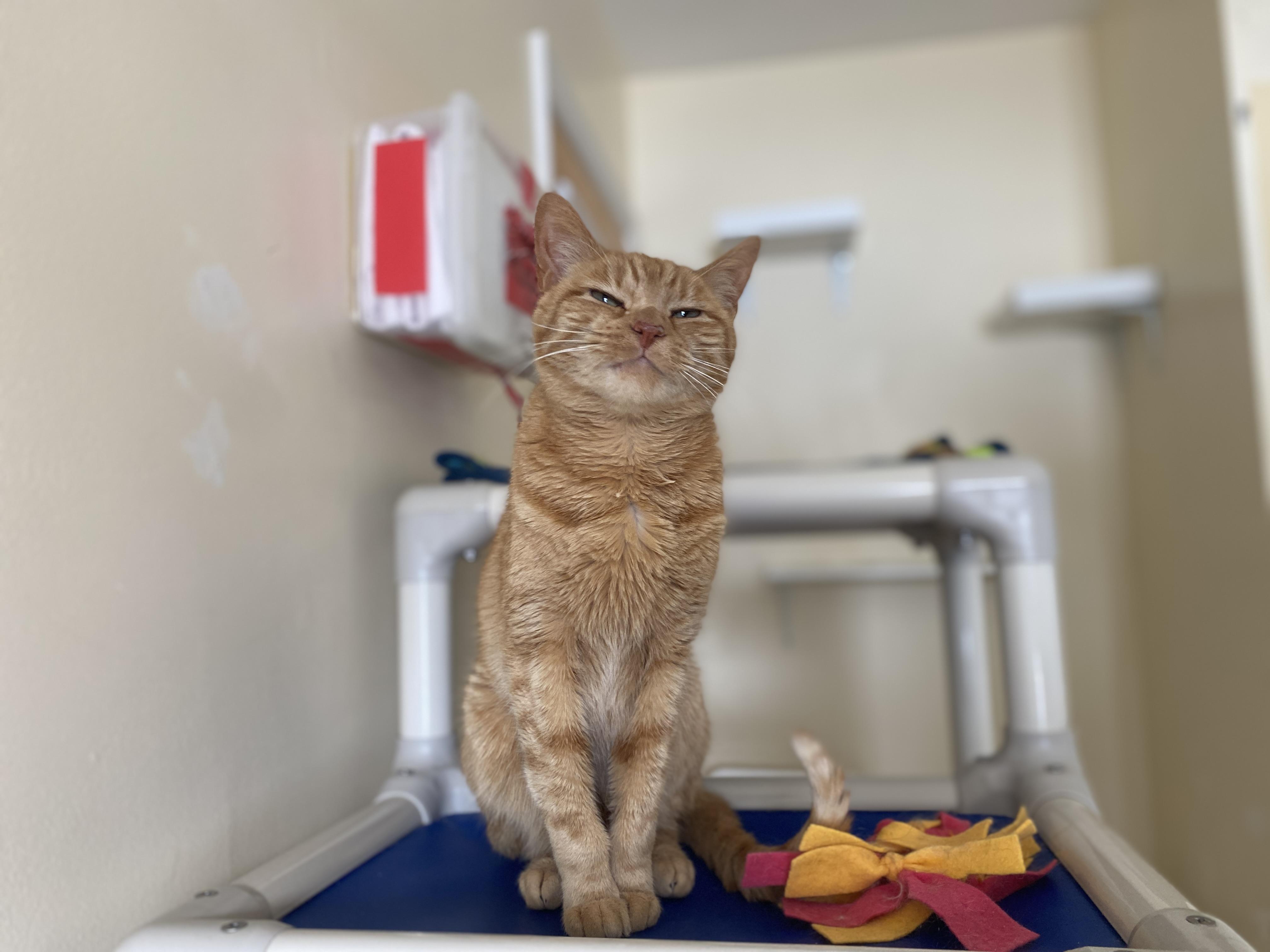 Drake and Meow Meow, a ADOPTABLE Domestic Short Hair in Salisbury, MA image 5/5