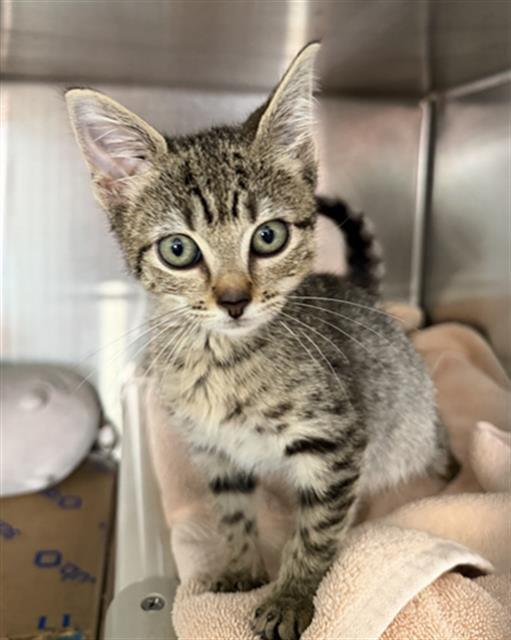 MARGARITA, Adoptable, Kitten Female Domestic Short Hair.