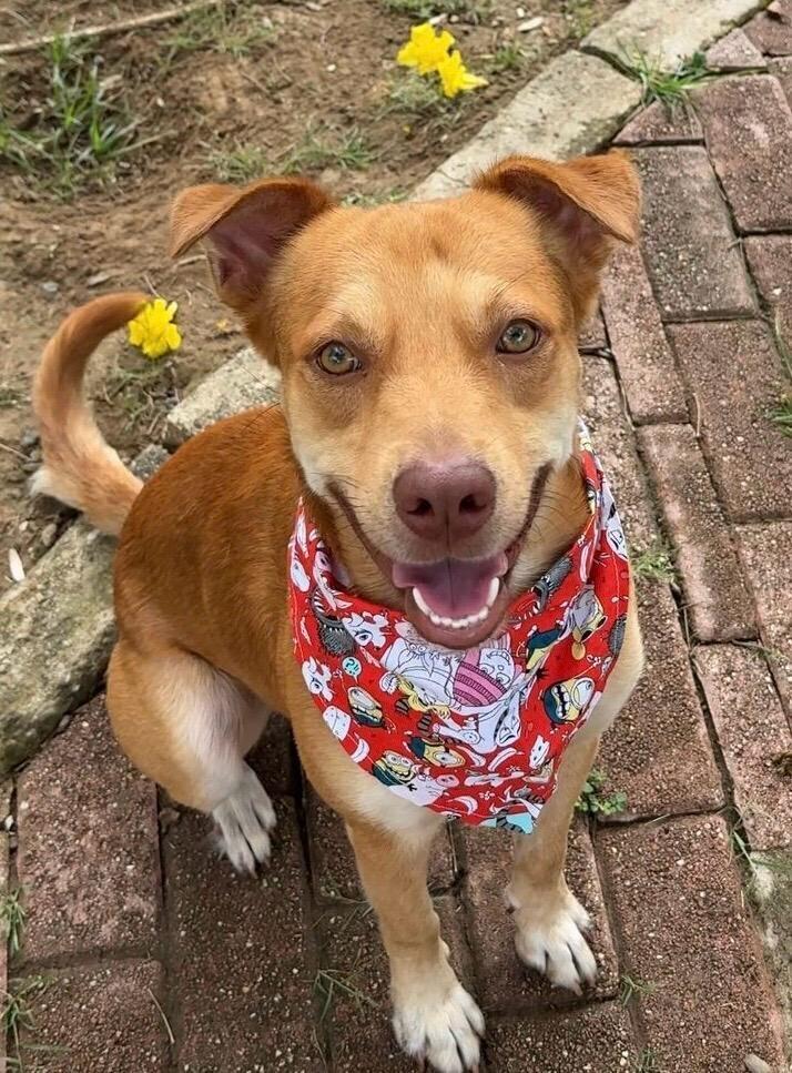 Enlarge Benny, a Adoptable mixed breed in North Reading, MA image 1/4