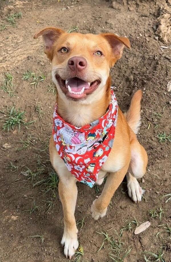 Enlarge Benny, a Adoptable mixed breed in North Reading, MA image 2/4