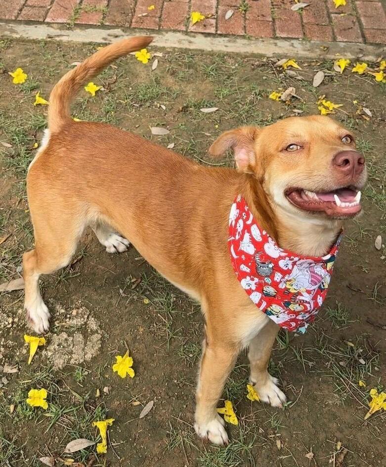 Enlarge Benny, a Adoptable mixed breed in North Reading, MA image 3/4