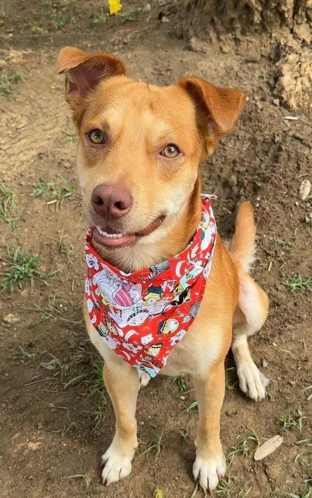 Enlarge Benny, a Adoptable mixed breed in North Reading, MA image 4/4