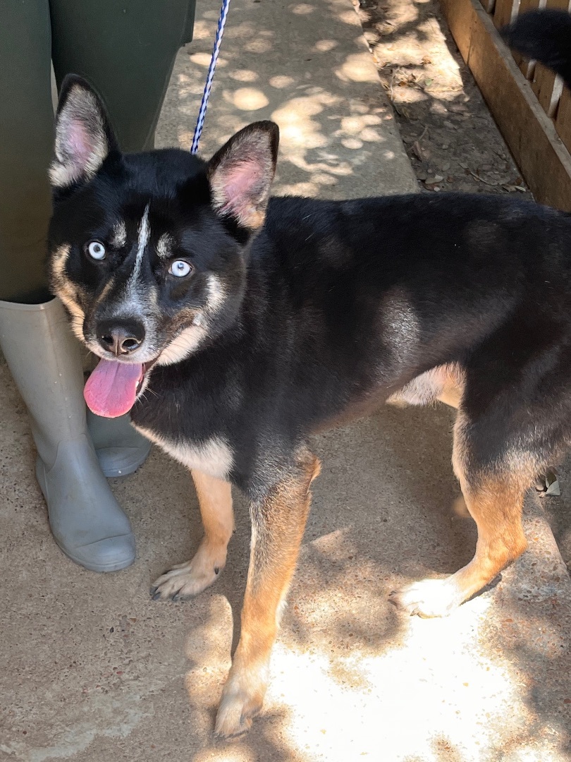 Armani, Adoptable, Adult Male Husky.