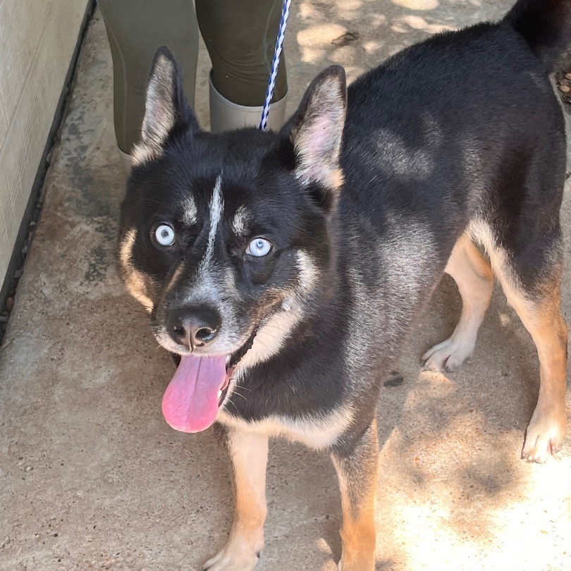 Armani, Adoptable, Adult Male Husky.