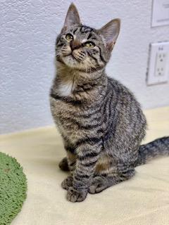 Bingo, an adoptable Domestic Short Hair in Pasco, WA, 99301 | Photo Image 2