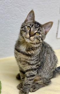 Bingo, an adoptable Domestic Short Hair in Pasco, WA, 99301 | Photo Image 1