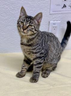 Bingo, an adoptable Domestic Short Hair in Pasco, WA, 99301 | Photo Image 5