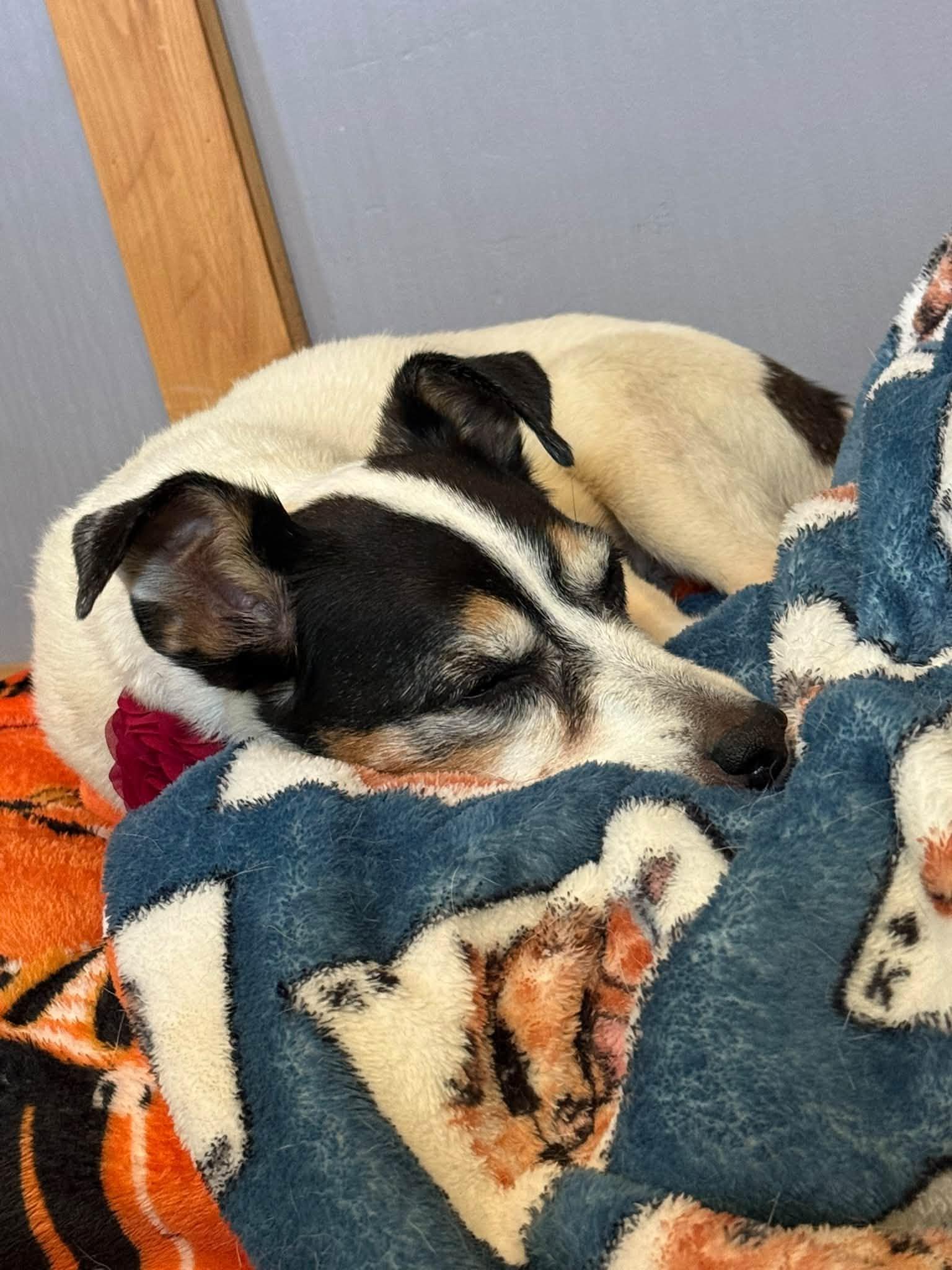 Enlarge Jenny, a Adoptable Jack Russell Terrier in Shawnee, KS image 2/2