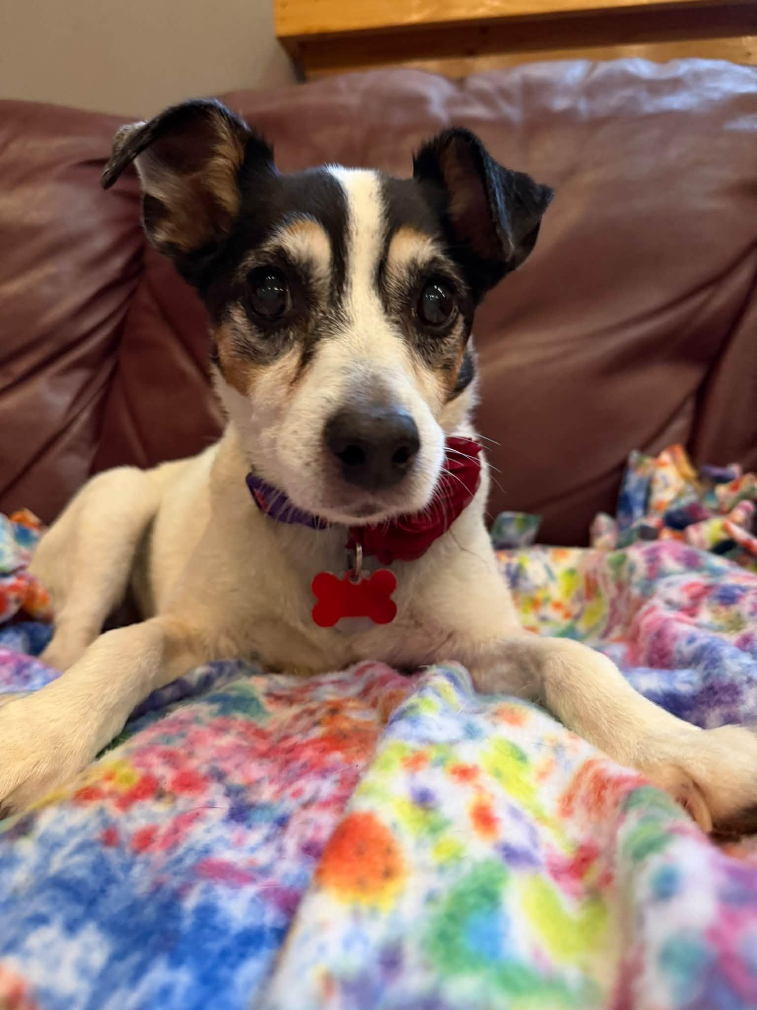 Jenny, Adoptable, Senior Female Jack Russell Terrier.
