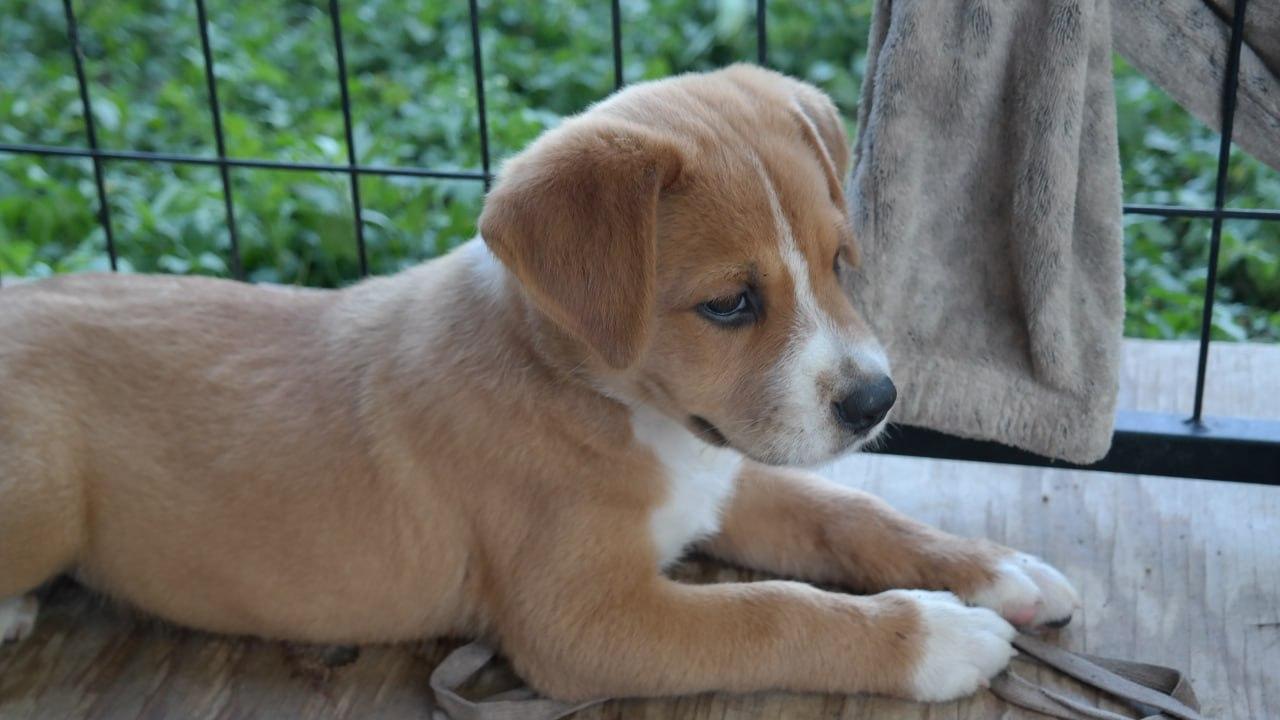 Beka, an adopted mixed breed in Short Hills, NJ image 4/6