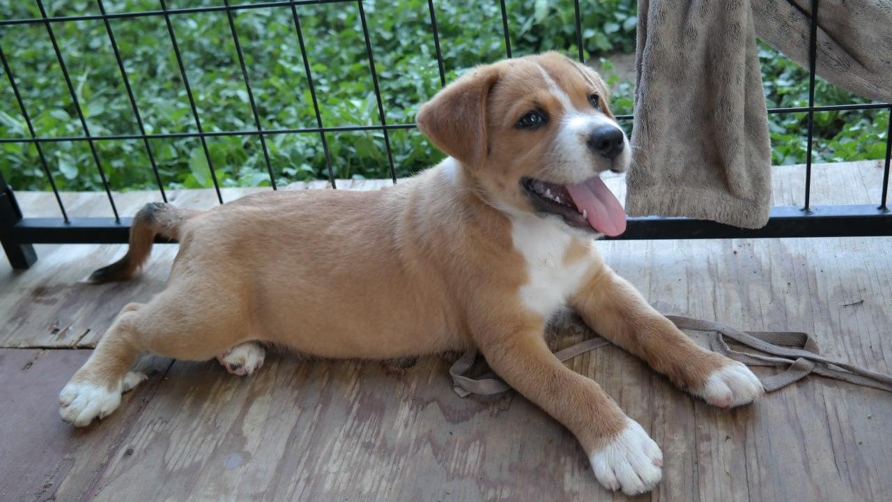 Beka, an adopted mixed breed in Short Hills, NJ image 5/6